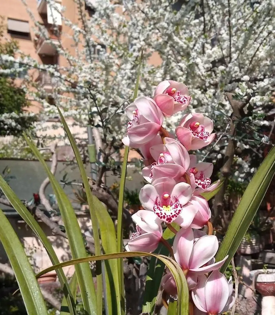 Il Giardino Dell'Eden 10 - Alloggio Turistico Di Barbara C Rome Italy