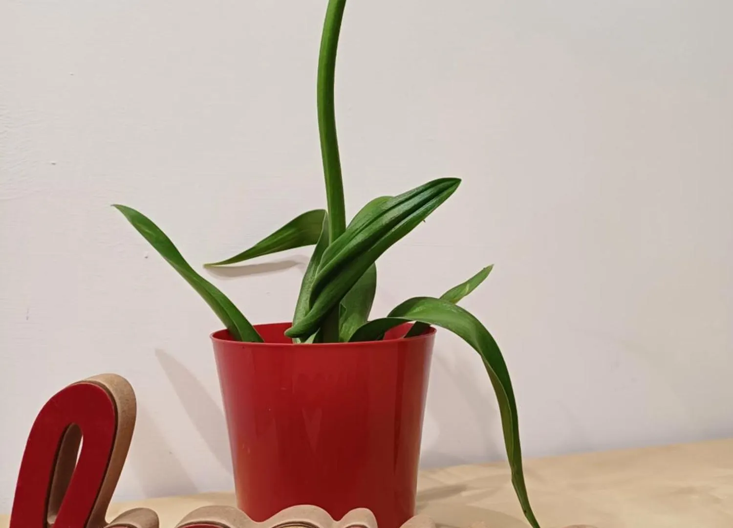 Apartament Il Giardino Dell'Eden 10 - Alloggio Turistico Di Barbara C Rzym